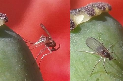 Dasineura papaveris